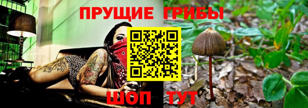 цена   Вход с VPN  Псилоцибиновые грибы Cubensis  Кимовск  Галлюциногенные грибы Psilocybine cubensis 